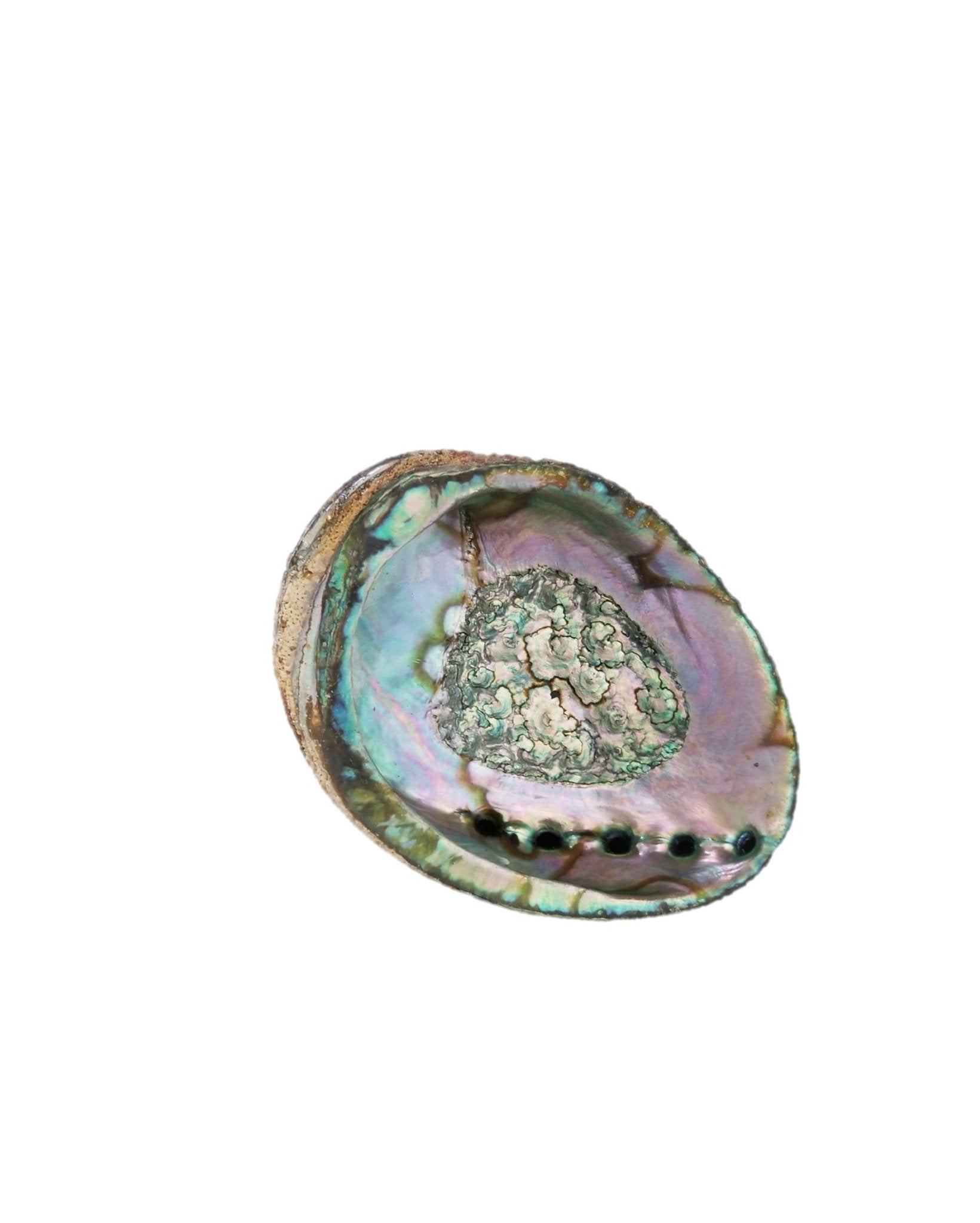 Smudge Ash Tray Burner - Abalone shell - Large 5" - 6" - My Store
